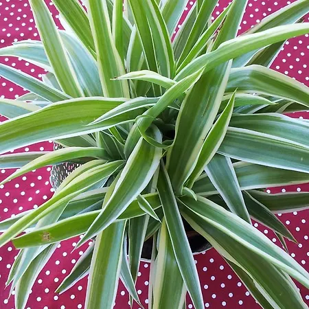 Alpenpension Maderer *