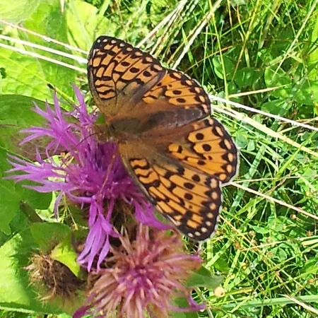 Alpenpension Maderer